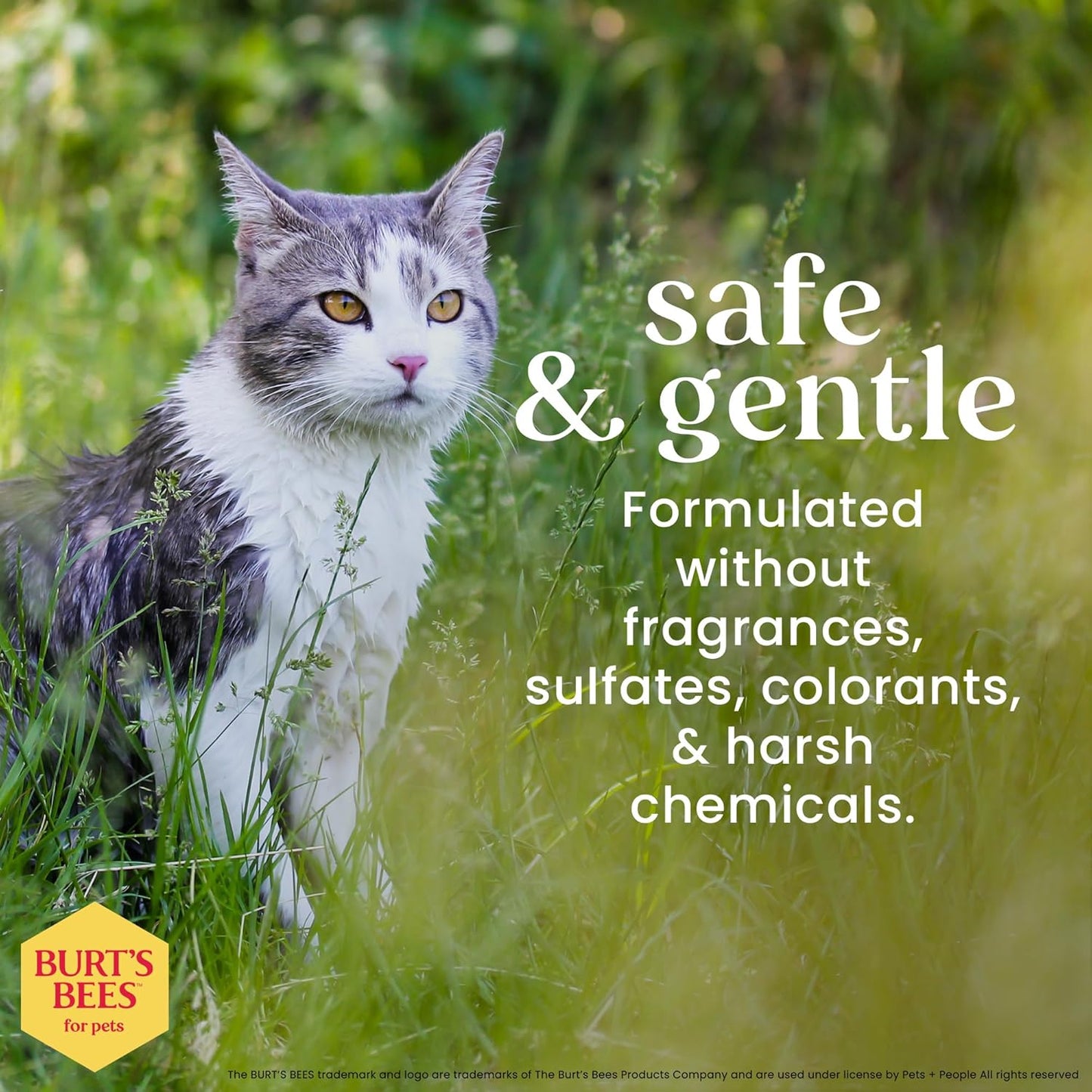 Hypoallergenic Shampoo for Cats with Shea Butter and Honey, 99.7% Natural Origin Formulas, Pet Cleanser for Cats, Gentle Feline Wash Itchy Skin, 2Pk, 10 Oz