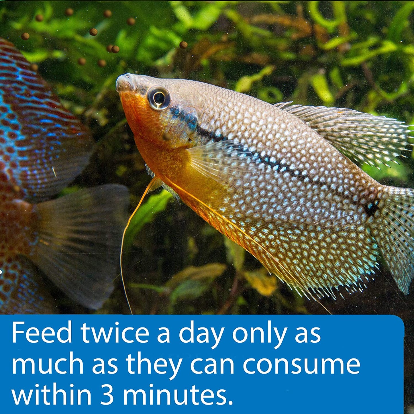TROPICAL PELLETS Sinking Pellets Fish Food