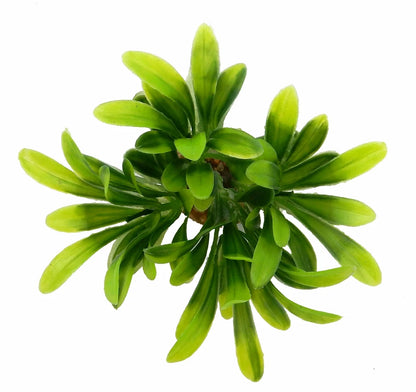 (6 Pack)  Value Aquarium Plant Decoration - Green