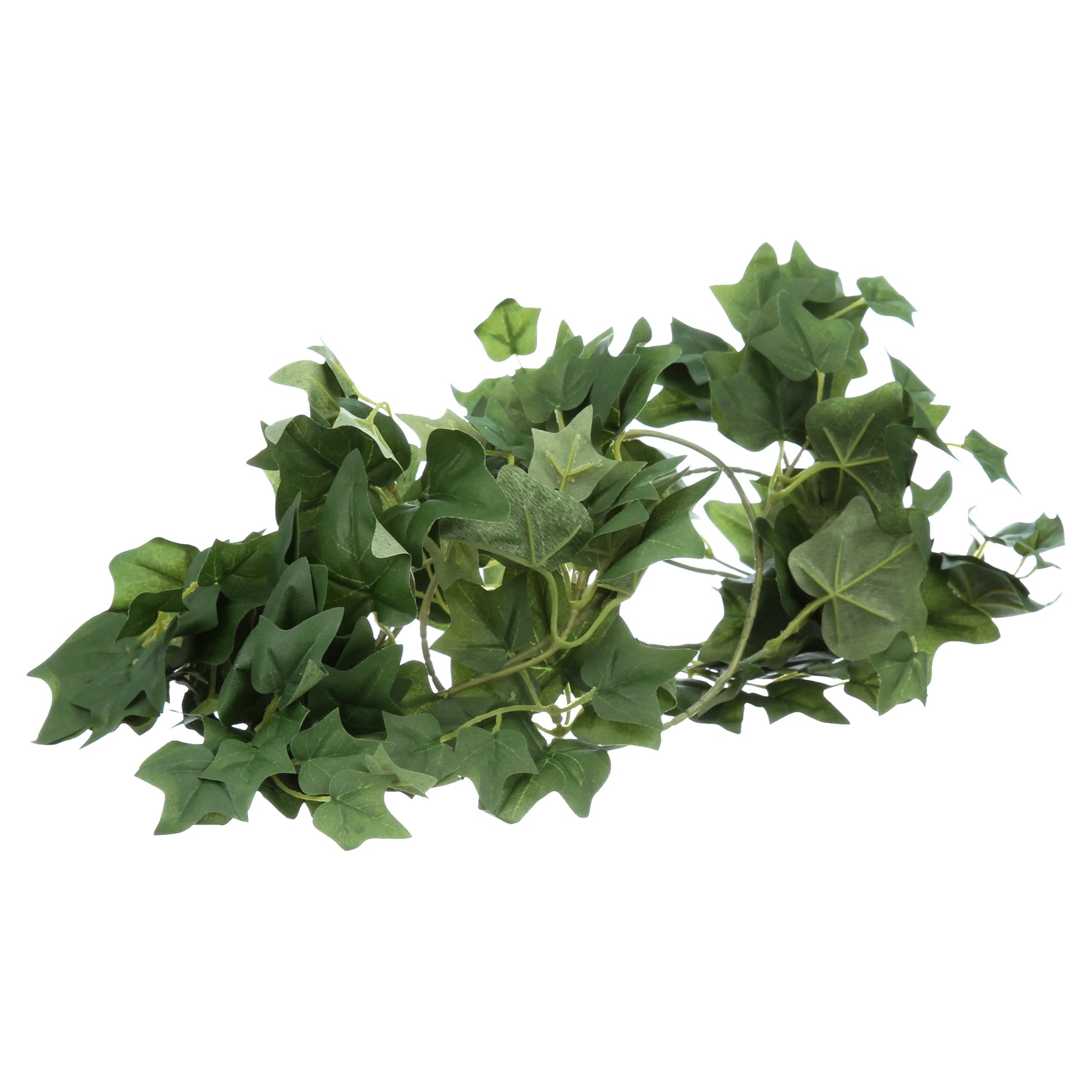 English Ivy Repta Vines Reptile Food