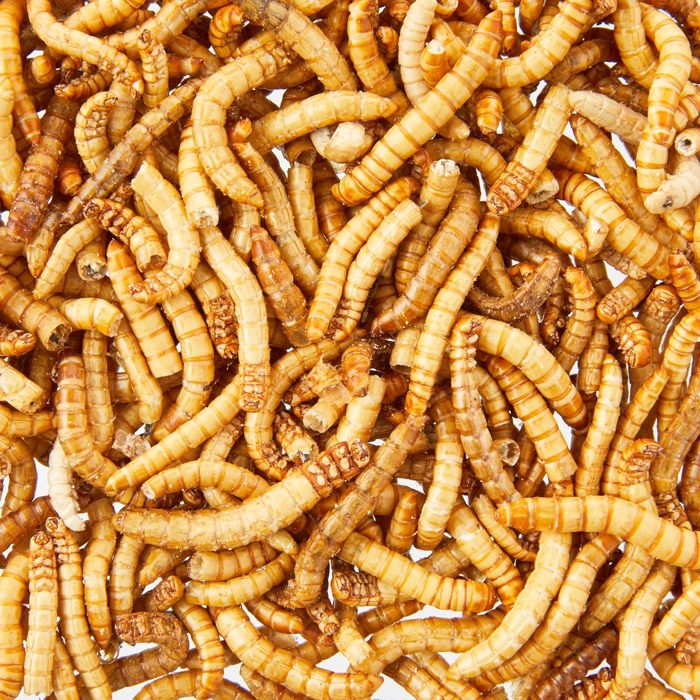 (4 Pack)  Mealworms for Reptiles, Birds, Fish, and Small Animals, 1.2 Oz