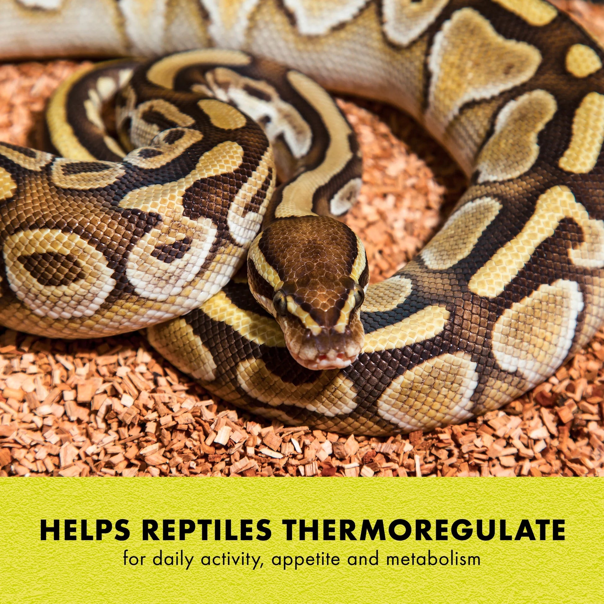 Terrarium Heat Mat for Reptiles, Black, Mini, 1-5 Gallon, 4 Watt