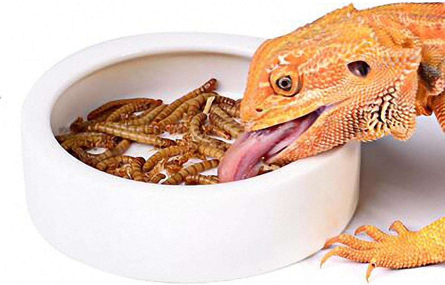 Worm Dish Mini Reptile Food Bowl Ceramics Made Mealworms Bowls Anti-Escape for Lizard Gecko Leopard Bearded Dragon (M)