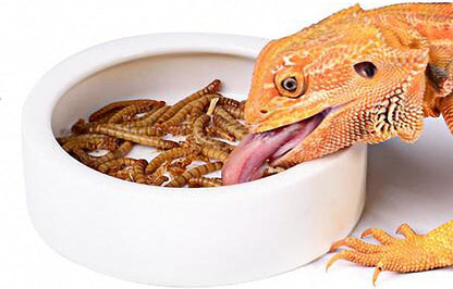 Worm Dish Mini Reptile Food Bowl Ceramics Made Mealworms Bowls Anti-Escape for Lizard Gecko Leopard Bearded Dragon (M)