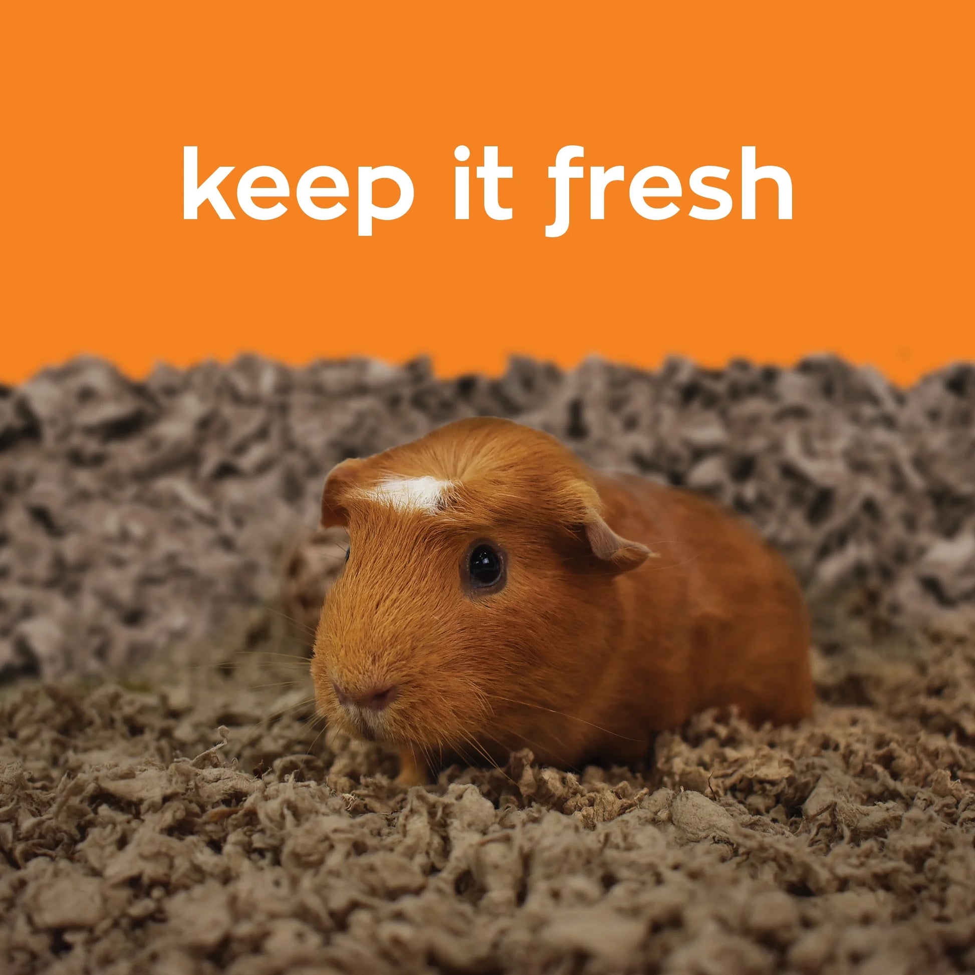 Pet Bedding for Small Animals